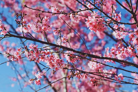 Rời nội thành, ghé ngoại ô Đà Lạt ngắm mai anh đào cuối mùa nở rực