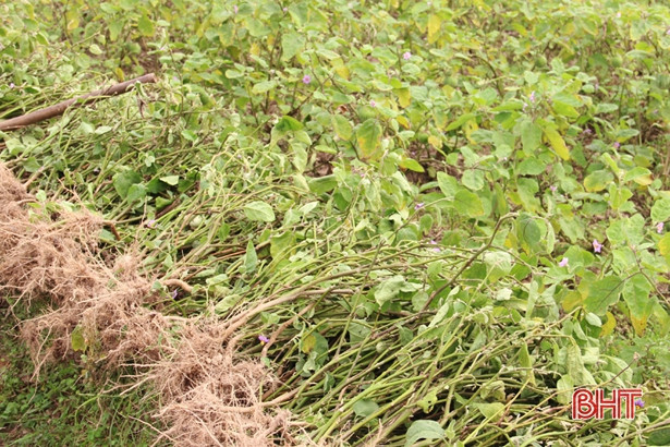 Vì sao cà Thượng Lộc rớt giá thảm, chỉ còn 2.000đ/kg?!