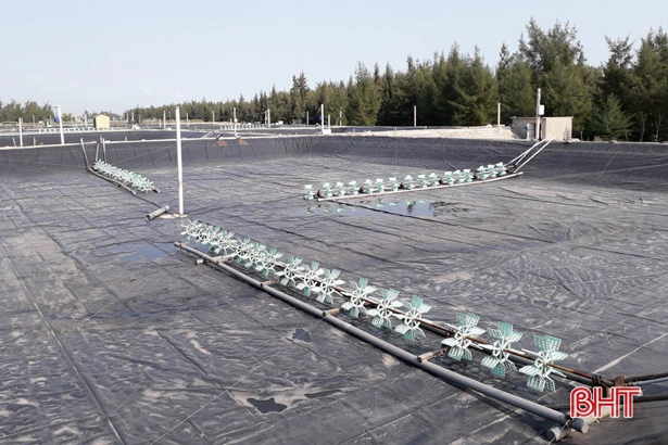 Người nuôi tôm Hà Tĩnh tin giành thắng lợi ngay vụ đầu tiên của năm