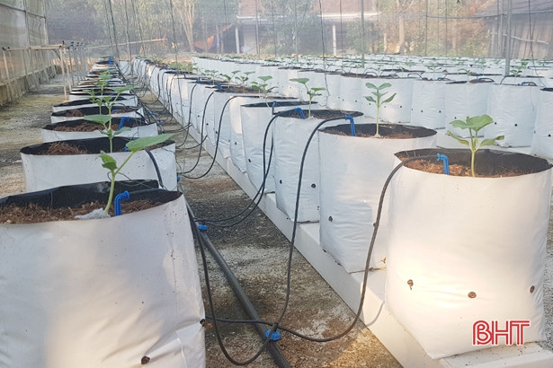 Thanh niên Kỳ Sơn đầu tư hơn 300 triệu trồng dưa lưới công nghệ cao