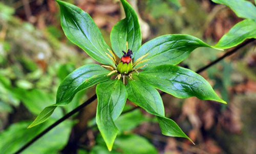 Cây rừng có hoạt tính chống ung thư được nhân rộng ở Việt Nam