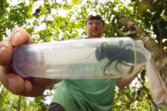 Tìm thấy lại loài ong lớn nhất thế giới