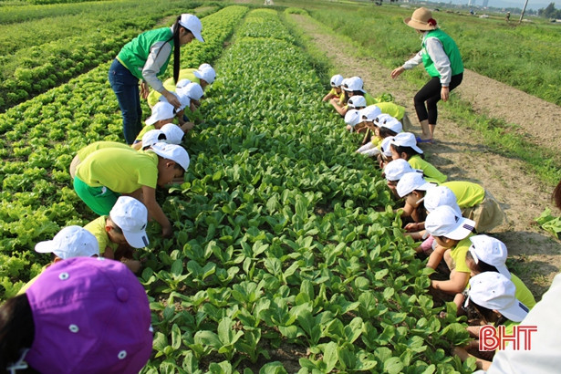 Bé Mầm non Trí Đức thăm cánh đồng rau, nông trại mùa xuân