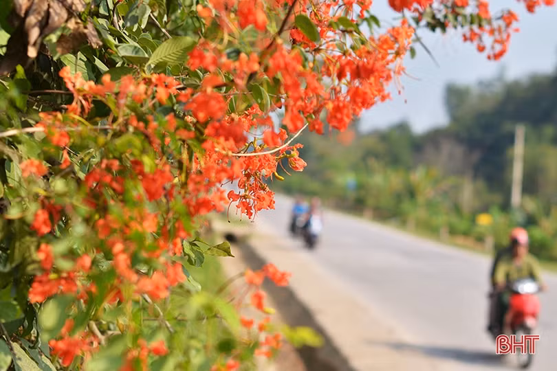 Rực rỡ những mùa hoa chạc quạch xứ núi Hà Tĩnh