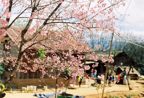 Rời nội thành, ghé ngoại ô Đà Lạt ngắm mai anh đào cuối mùa nở rực