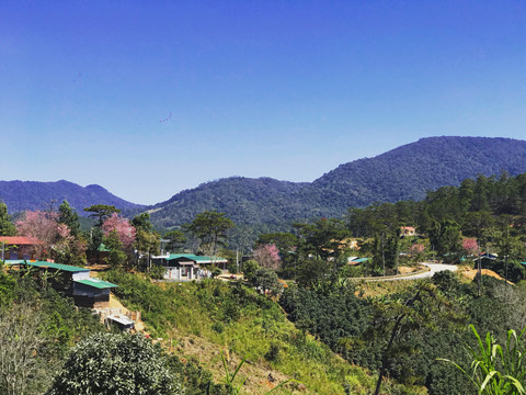 Rời nội thành, ghé ngoại ô Đà Lạt ngắm mai anh đào cuối mùa nở rực