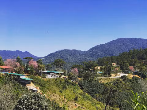 Rời nội thành, ghé ngoại ô Đà Lạt ngắm mai anh đào cuối mùa nở rực