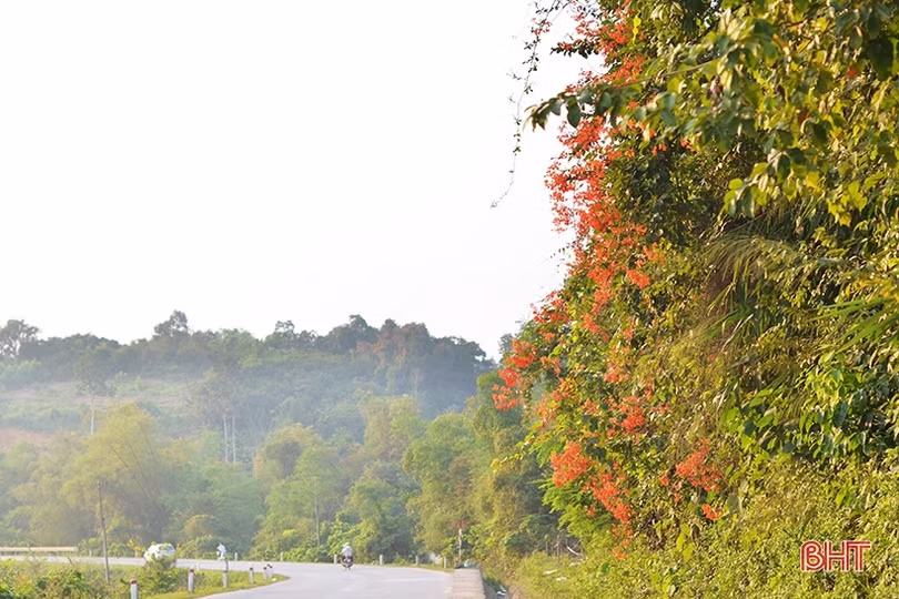 Rực rỡ những mùa hoa chạc quạch xứ núi Hà Tĩnh