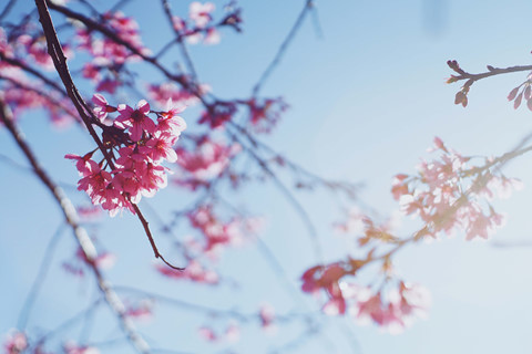 Rời nội thành, ghé ngoại ô Đà Lạt ngắm mai anh đào cuối mùa nở rực