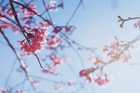 Rời nội thành, ghé ngoại ô Đà Lạt ngắm mai anh đào cuối mùa nở rực