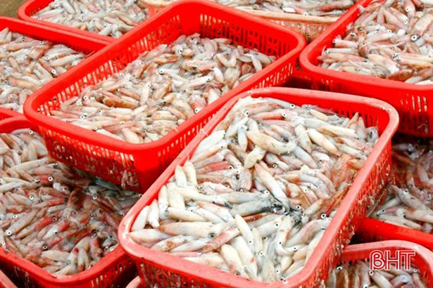 Hơn tháng rưỡi “thăm” biển, ngư dân Cẩm Nhượng “bỏ túi” 30 tỷ đồng