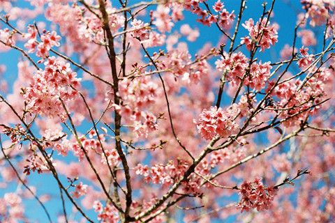 Rời nội thành, ghé ngoại ô Đà Lạt ngắm mai anh đào cuối mùa nở rực