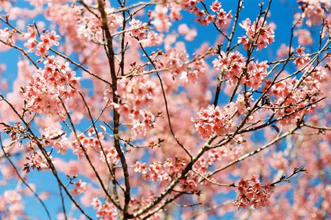 Rời nội thành, ghé ngoại ô Đà Lạt ngắm mai anh đào cuối mùa nở rực