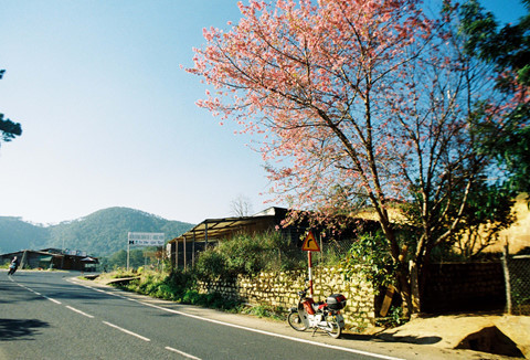 Rời nội thành, ghé ngoại ô Đà Lạt ngắm mai anh đào cuối mùa nở rực