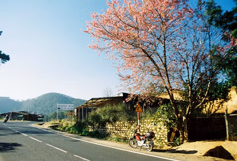 Rời nội thành, ghé ngoại ô Đà Lạt ngắm mai anh đào cuối mùa nở rực