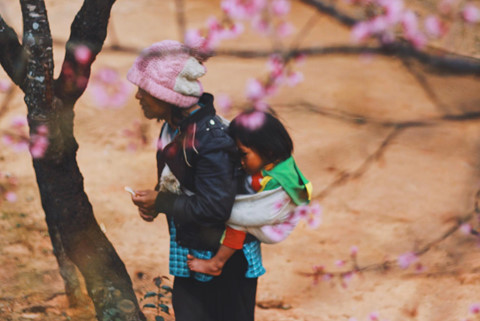 Rời nội thành, ghé ngoại ô Đà Lạt ngắm mai anh đào cuối mùa nở rực