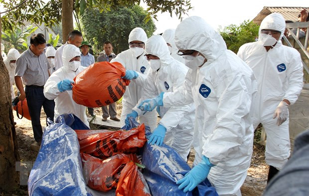 Bộ Y tế: Bệnh tả lợn châu Phi không gây bệnh trên người