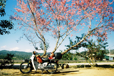 Rời nội thành, ghé ngoại ô Đà Lạt ngắm mai anh đào cuối mùa nở rực