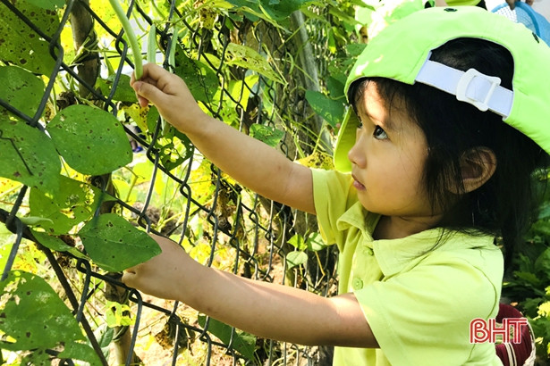 Bé Mầm non Trí Đức thăm cánh đồng rau, nông trại mùa xuân