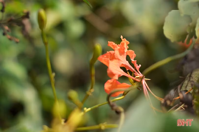 Rực rỡ những mùa hoa chạc quạch xứ núi Hà Tĩnh