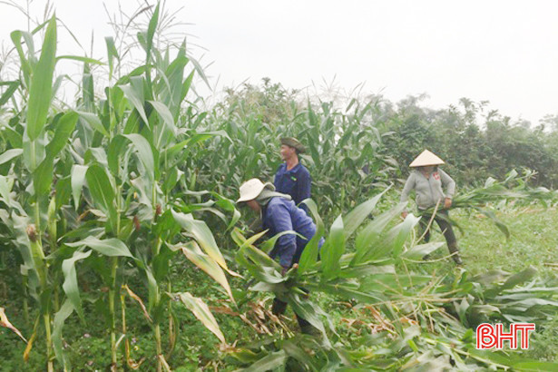 Liên kết doanh nghiệp trồng ngô, nông dân Phương Điền thu lợi