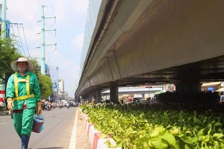 Mảng xanh dưới cầu.