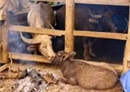 Sưởi ấm cho trâu