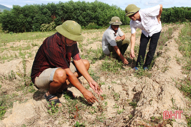 Nắng nóng kéo dài, người dân Kỳ Tây khổ sở xách xô đi xin nước