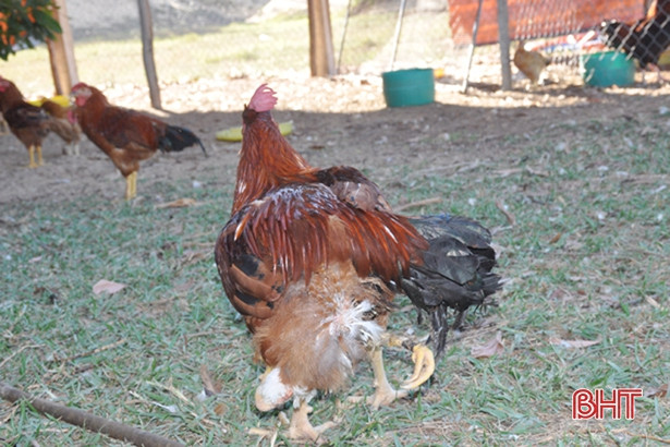 Kỳ lạ chú gà trống 4 chân ở Hà Tĩnh