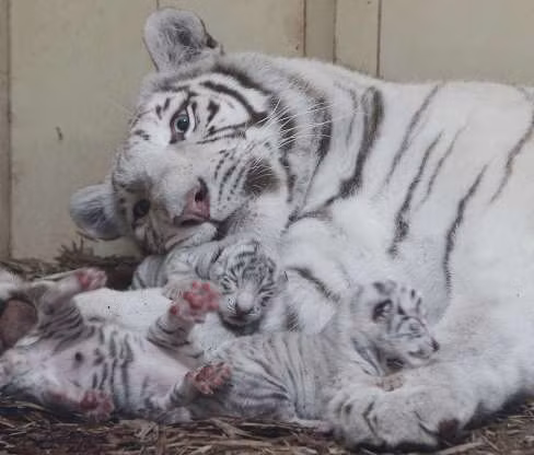 “Tan chảy” trước tình mẫu tử ấm áp của các loài động vật