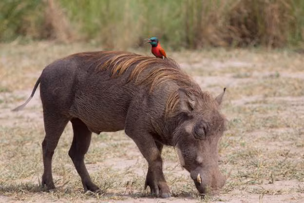 Khi động vật trở thành “người vận chuyển” bất đắc dĩ