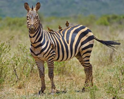 Khi động vật trở thành “người vận chuyển” bất đắc dĩ