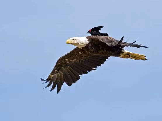 Khi động vật trở thành “người vận chuyển” bất đắc dĩ