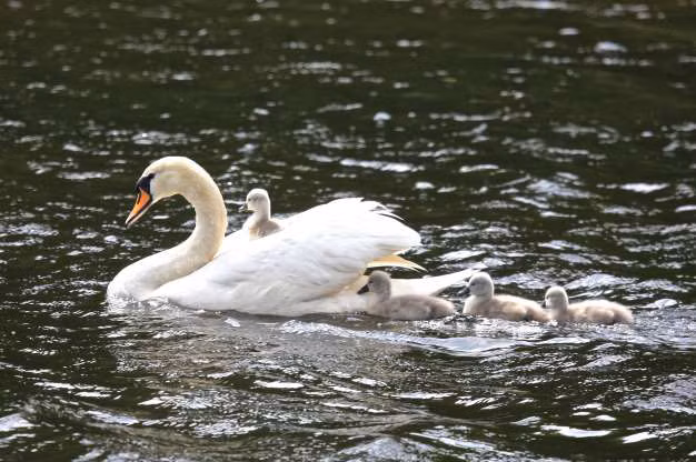 Khi động vật trở thành “người vận chuyển” bất đắc dĩ