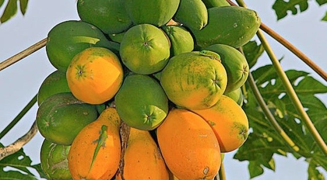 Những lý do để bạn nên ăn đu đủ mỗi ngày