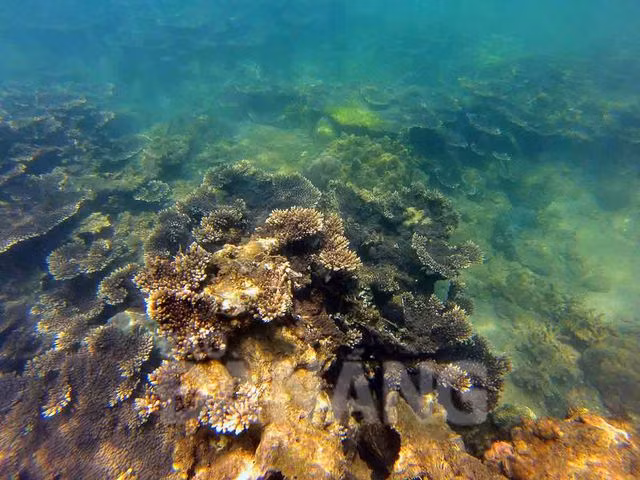 5 điểm ngắm san hô đẹp nhất Việt Nam, phải khám phá một lần trong đời