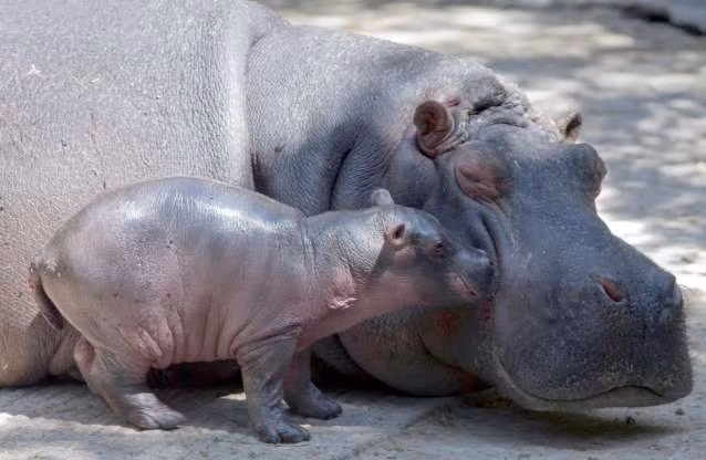 “Tan chảy” trước tình mẫu tử ấm áp của các loài động vật