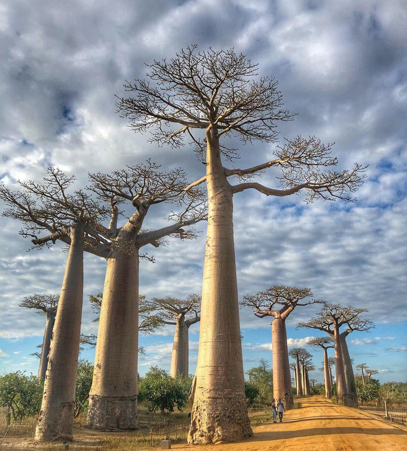 Kỳ lạ đại lộ "cây lộn ngược" như đường dẫn tới hành tinh khác ảnh 10 Kỳ lạ đại lộ “cây lộn ngược” như đường dẫn tới hành tinh khác