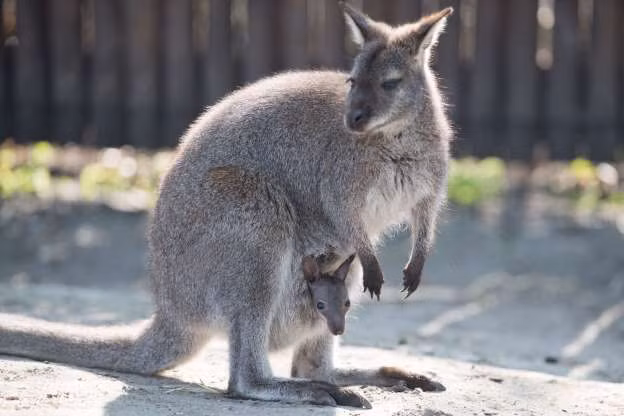 “Tan chảy” trước tình mẫu tử ấm áp của các loài động vật