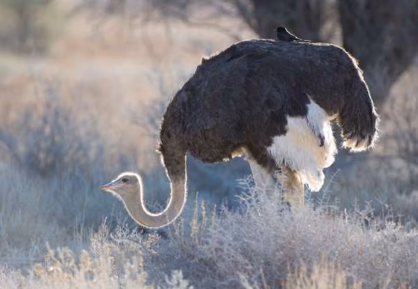 Khi động vật trở thành “người vận chuyển” bất đắc dĩ