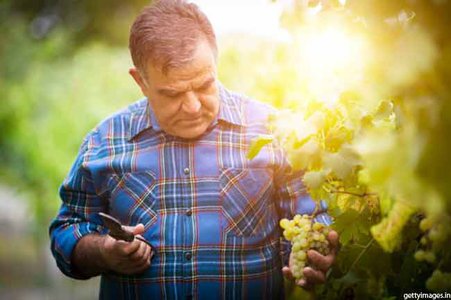 Mách bạn 8 lợi ích sức khỏe tuyệt vời mà quả nho đem lại