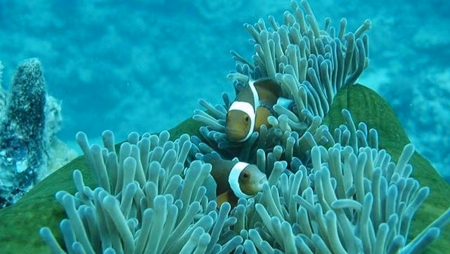 5 điểm ngắm san hô đẹp nhất Việt Nam, phải khám phá một lần trong đời