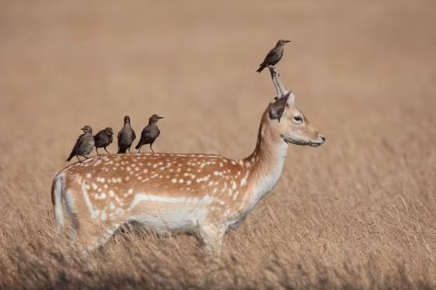 Khi động vật trở thành “người vận chuyển” bất đắc dĩ