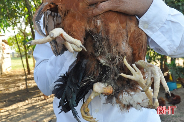 Kỳ lạ chú gà trống 4 chân ở Hà Tĩnh