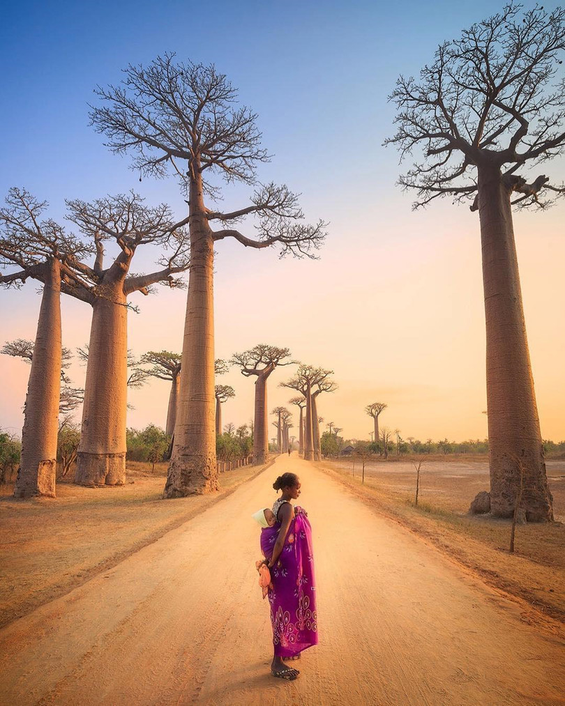 Kỳ lạ đại lộ "cây lộn ngược" như đường dẫn tới hành tinh khác ảnh 4 Kỳ lạ đại lộ “cây lộn ngược” như đường dẫn tới hành tinh khác