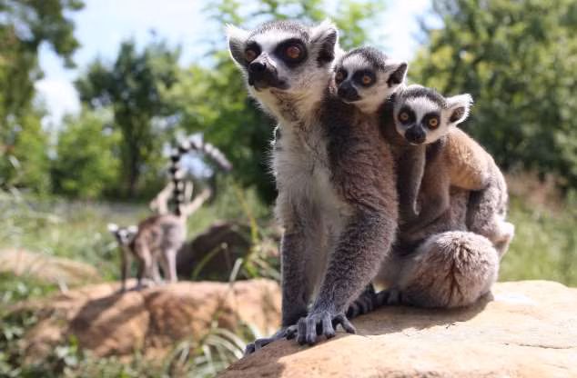 “Tan chảy” trước tình mẫu tử ấm áp của các loài động vật