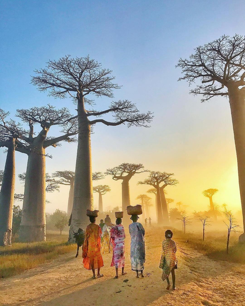 Kỳ lạ đại lộ "cây lộn ngược" như đường dẫn tới hành tinh khác ảnh 3 Kỳ lạ đại lộ “cây lộn ngược” như đường dẫn tới hành tinh khác