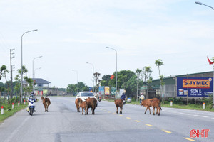 Bò thả rông “tung hoành” trên tỉnh lộ 547