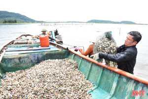 Giá ngao tăng gấp đôi, người nuôi lãi lớn