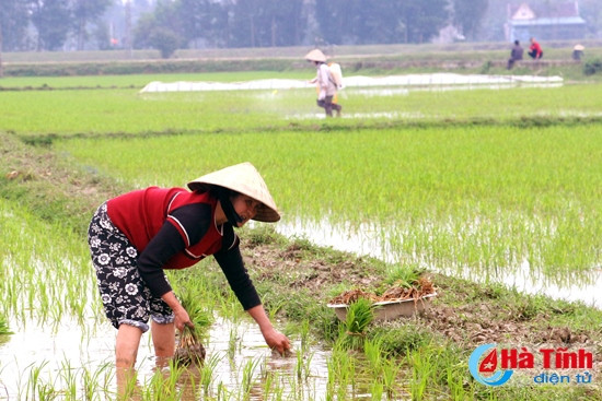 Đức Thọ chủ động khắc phục sản xuất vụ xuân ảnh 1